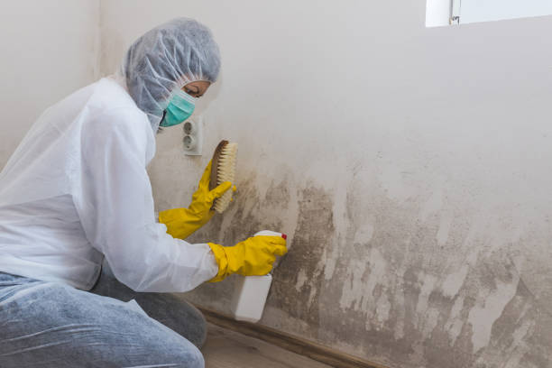 Best Biohazard Mold Removal  in West Lealman, FL