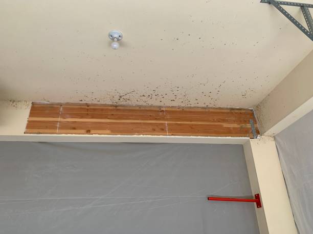 Best Comprehensive Air Testing for Mold Contaminants  in West Lealman, FL