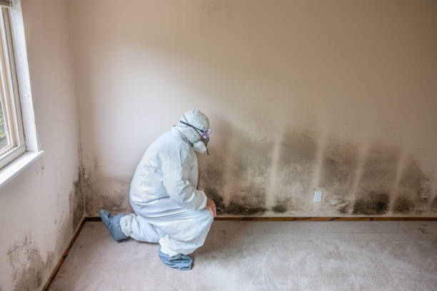 Professional Mold Removal in West Lealman, FL